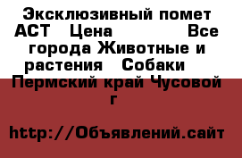 Эксклюзивный помет АСТ › Цена ­ 30 000 - Все города Животные и растения » Собаки   . Пермский край,Чусовой г.